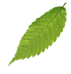 shape